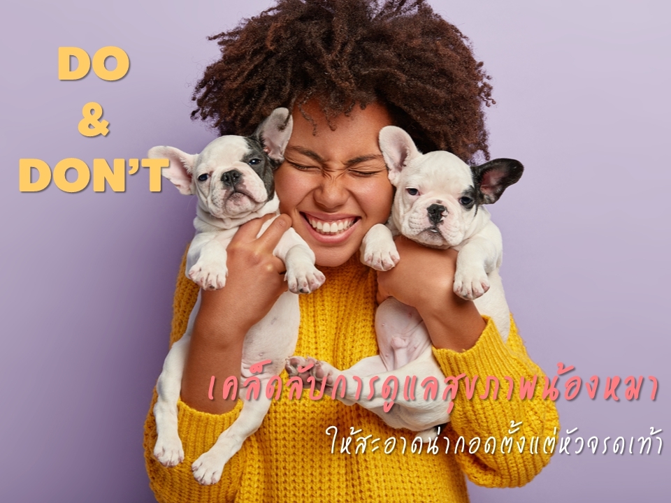 DO &amp; DON’T เคล็ดลับการดูแลสุขภาพน้องหมาให้สะอาดน่ากอดตั้งแต่หัวจรดหาง