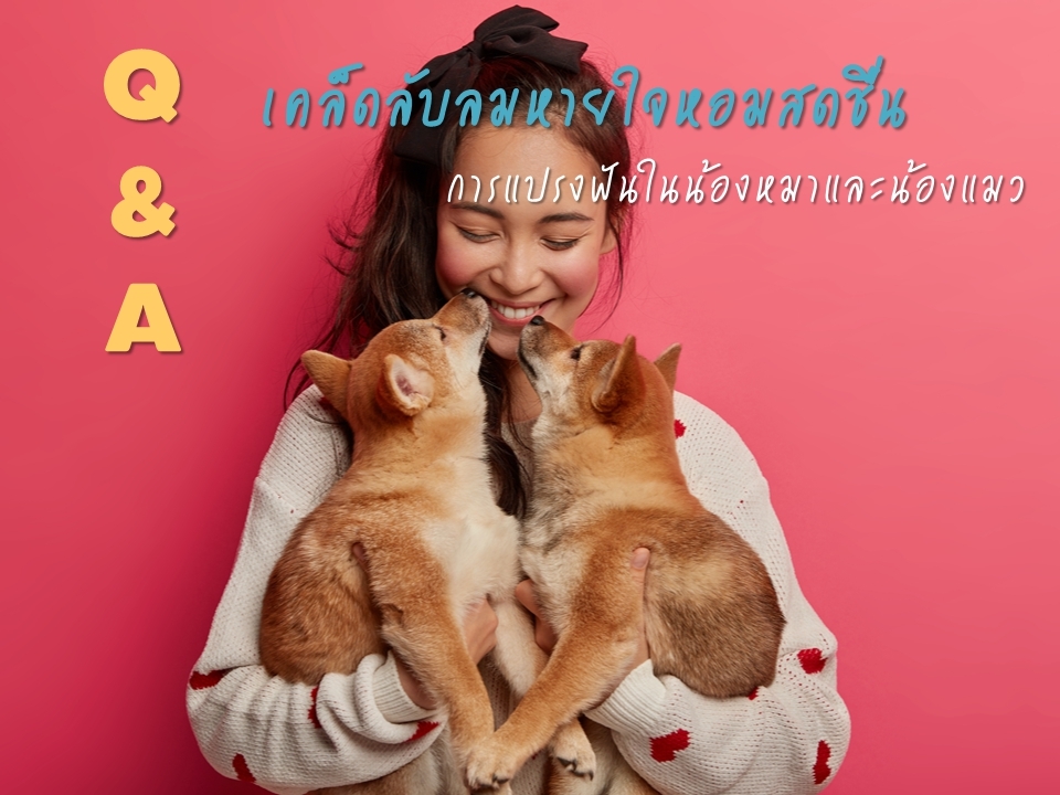 Q &amp; A  การแปรงฟันในน้องหมา น้องแมว