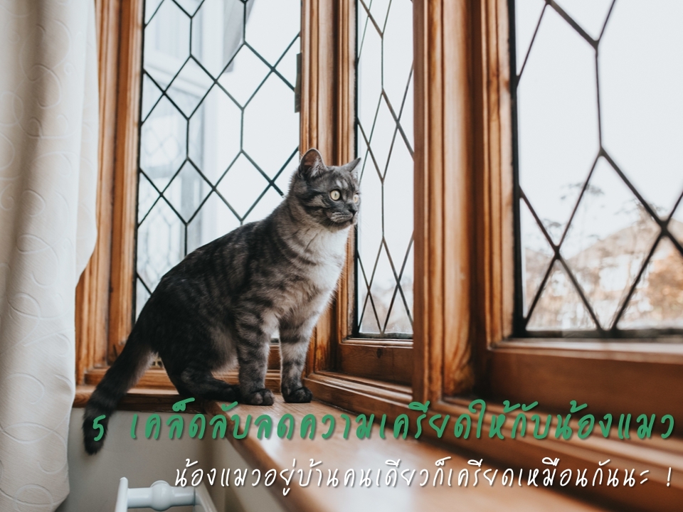 5 เคล็ดลับ ลดความเครียดให้กับน้องแมว