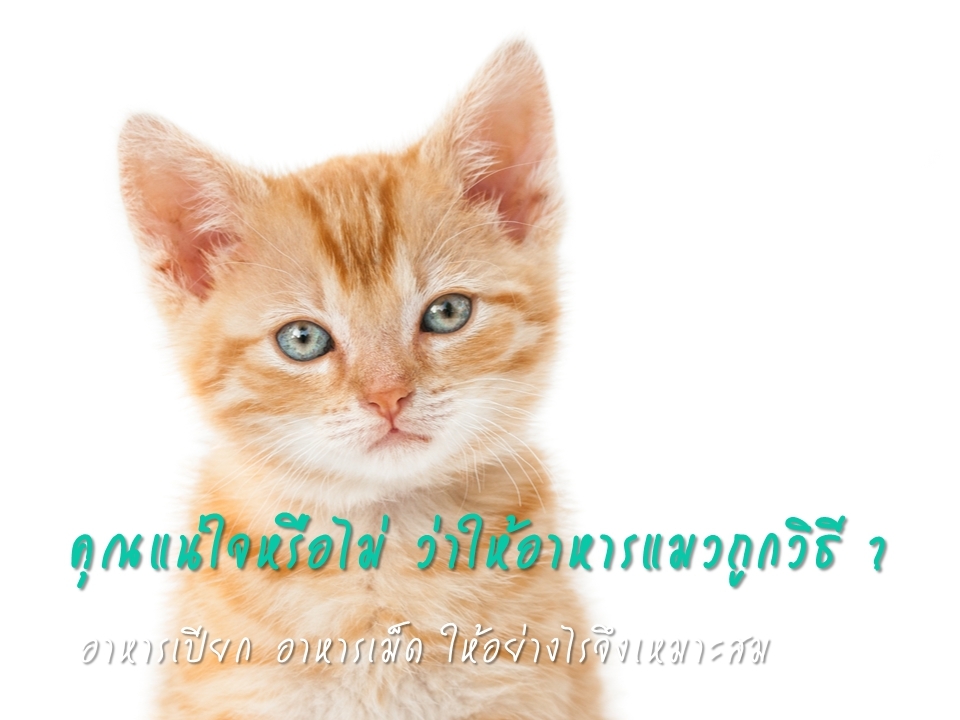 คุณแน่ใจหรือไม่ ว่าให้อาหารแมวถูกวิธี ? อาหารเปียก อาหารเม็ดให้อย่างไรจึงเหมาะสม