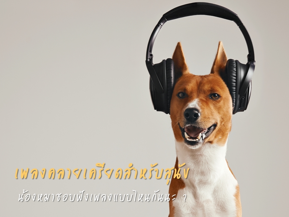 เพลงคลายเครียดให้กับสุนัข น้องหมาชอบฟังเพลงแบบไหนกันนะ