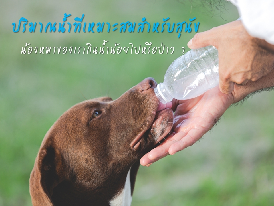 ปริมาณน้ำที่เหมาะสมสำหรับสุนัข น้องหมาของเรากินน้ำน้อยเกินไปหรือป่าว ?