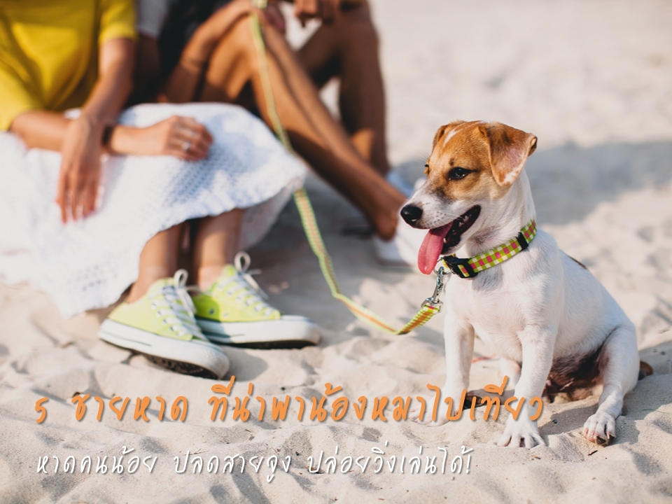 5 ชายหาด ที่น่าพาน้องหมาไปเที่ยว หาดคนน้อย ปลดสายจูง ปล่อยวิ่งเล่นได้