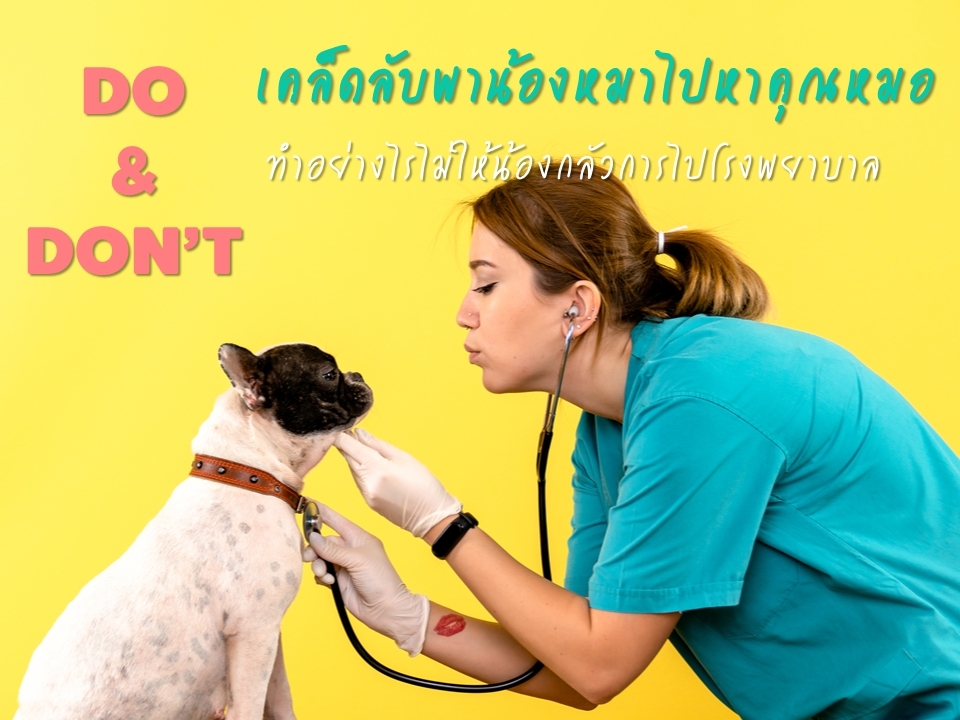 DO &amp; DON’T เคล็ดลับพาน้องหมาไปหาคุณหมอ