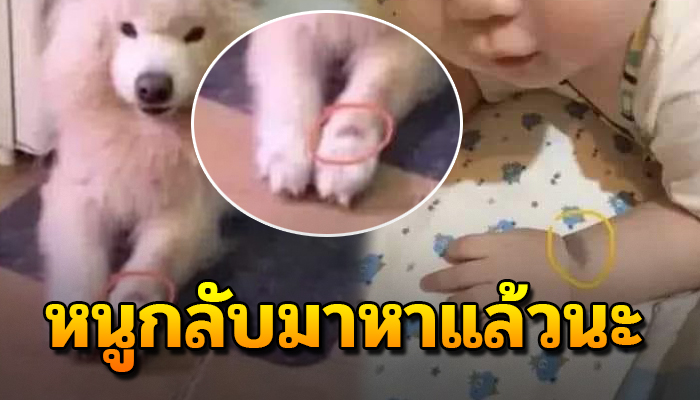 ไม่น่าเชื่อสาวโพสต์หลังจากสุนัขได้จากไป เขาก็กลับมาเกิดเป็นลูกของเธออีกครั้ง