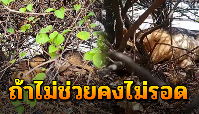 เจ้าตูบเดินลากสังขาร ไปนอนแอบที่เกาะกลางถนน ด้วยตัวถูกรถชน ถ้าไม่ช่วยคงไม่รอด