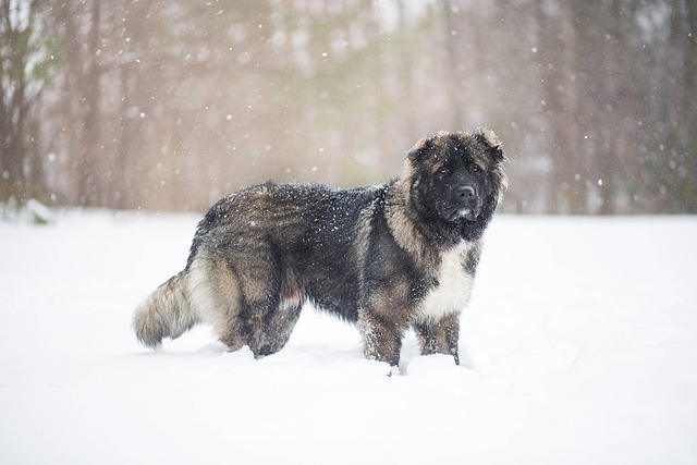 คอเคเซียน เชพเพิร์ด (Caucasian Shepherd)