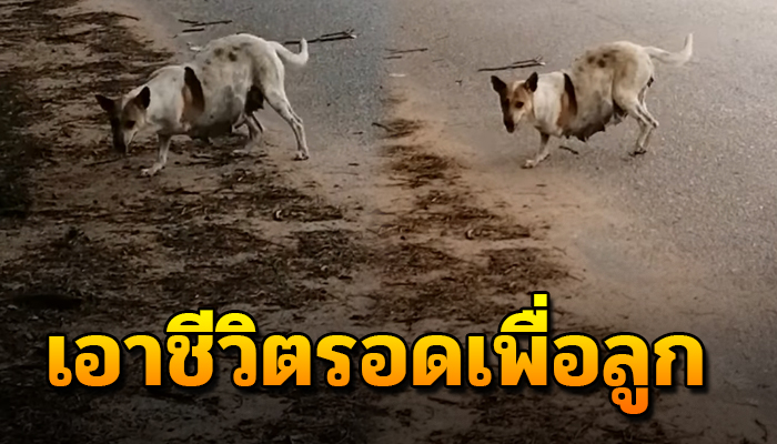 หัวอกแม่หาหอบลูกในท้องให้รอดพ้นเรื่องราวร้ายๆ ชีวิตเฝ้าทนอาศัยริมถนนคอยหลับนอน