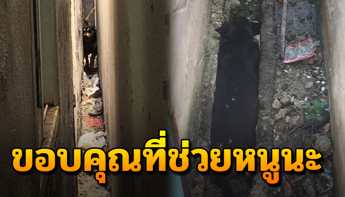 ได้แต่ส่งเสียงร้องขอให้ช่วย ท้องแก่ขาดอาหารเดินเร่เข้าไปในซอกตึกจนออกมาไม่ได้