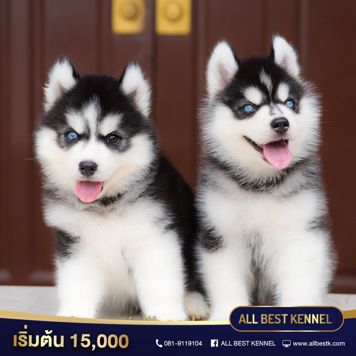 คอกใหม่มาแล้ว สุนัขไซบีเรียน เข้าใหม่หลายคอก ฟาร์มอันดับหนึ่งในประเทศไทย