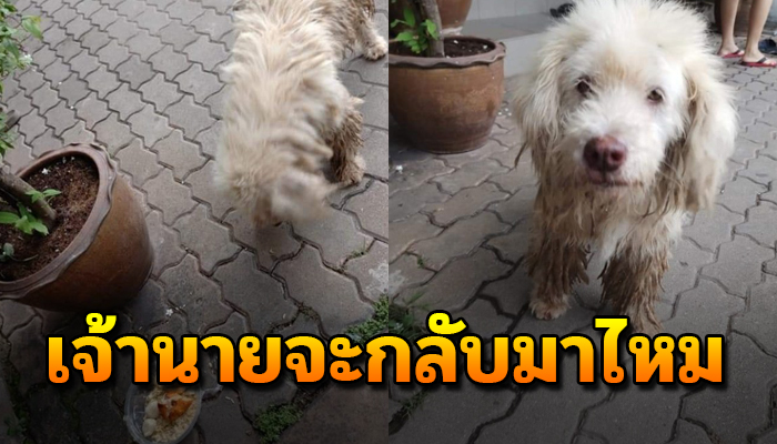 ยังเฝ้ารอคอยอยู่ที่เดิมทุกวัน รอคอยการกลับมา เดือนวันผ่านหวังว่าเจ้านายจะกลับมา