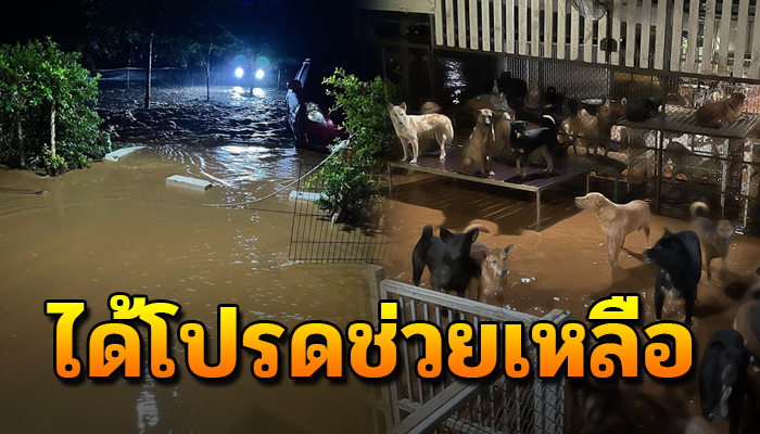 หมาแมวแก่มากมายต้องนอนจมน้ำ หลังน้ำท่วมสูงแบบไม่ทันได้ตั้งตัว โปรดช่วยเหลือ