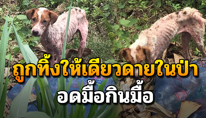 อยู่ในป่ามาแรมปี เพราะถูกทิ้ง ข้าวได้กินบ้าง บ้างวันแทบไม่ได้กินอะไรเลย