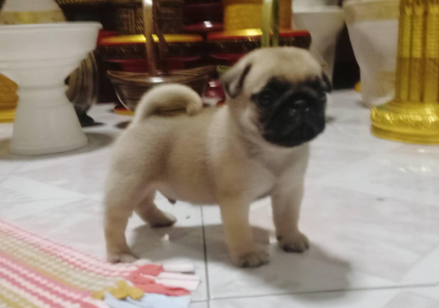 ปั๊กเพศผู้ เชียงใหม่ 7,000