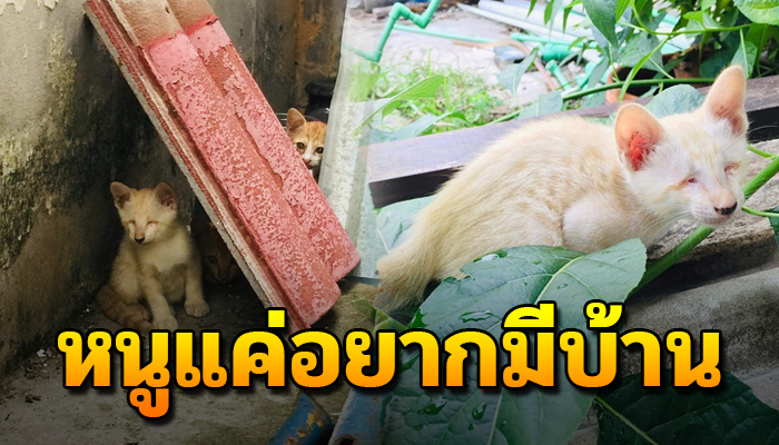 ชีวิตที่ไม่เคยสัมผัสกับคำว่ารัก นอนหนาวสั่นไร้ที่กำบังหัว แถมไร้โชคเกิดมาเป็นจร