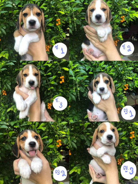 น้องบีเกิ้ล ช 3 ญ 3 ค่าเทอมเบาๆ