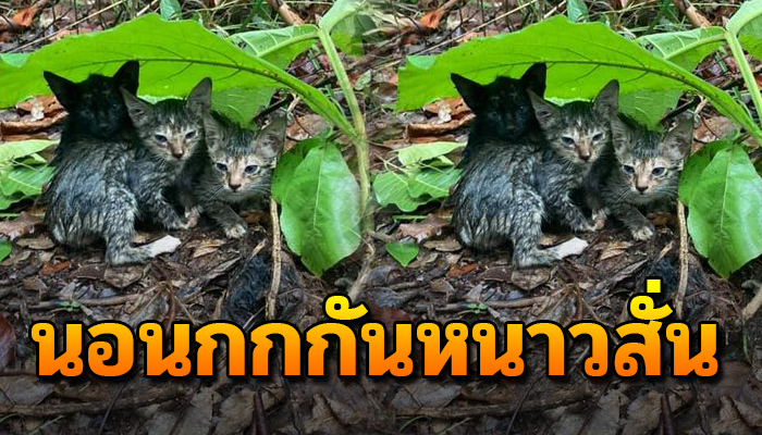 เห็นไหวๆในป่ารกนึกลมพัดใบไม้ เดินไปไกลปาดน้ำตาตัวเปียกปอนนอนกกกันด้วยหนาวสั่น
