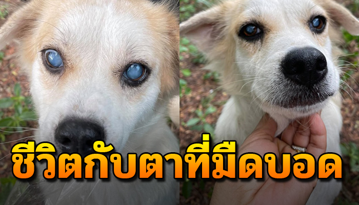 จำต้องนอนหน้าวัดเพราะไร้ทางเลือก ได้แต่วิ่งชนสิ่งของไปมาด้วยตาที่มืดมิด