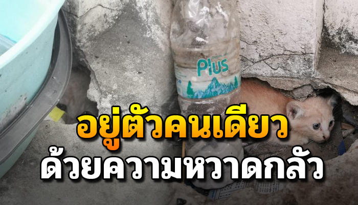 ระหว่างทางกลับบ้านหลังเลิกงาน เจอนอนมอบแอบอาศัยในรูปูนตัวลำพังด้วยความกลัว
