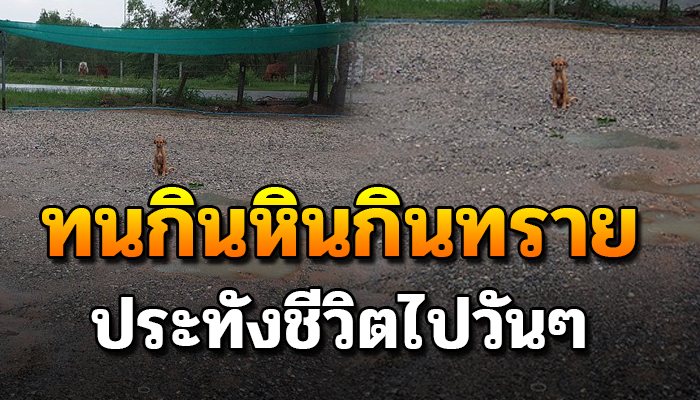 ชีวิตไมีมีทางเลือก อาศัยอยู่ในป่าตั้งแต่เด็กจนโตเพราะถูกเทมา ต้องทนกินหินกินทราย