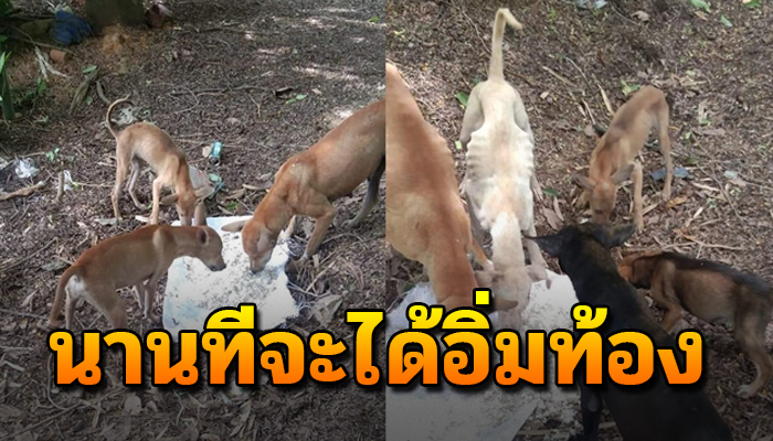เจ้าตูบ 10 ชีวิต อาศัยอยู่บนเขา นานๆ ทีจะได้กินอิ่มท้อง ผอมจนน่าสงสาร