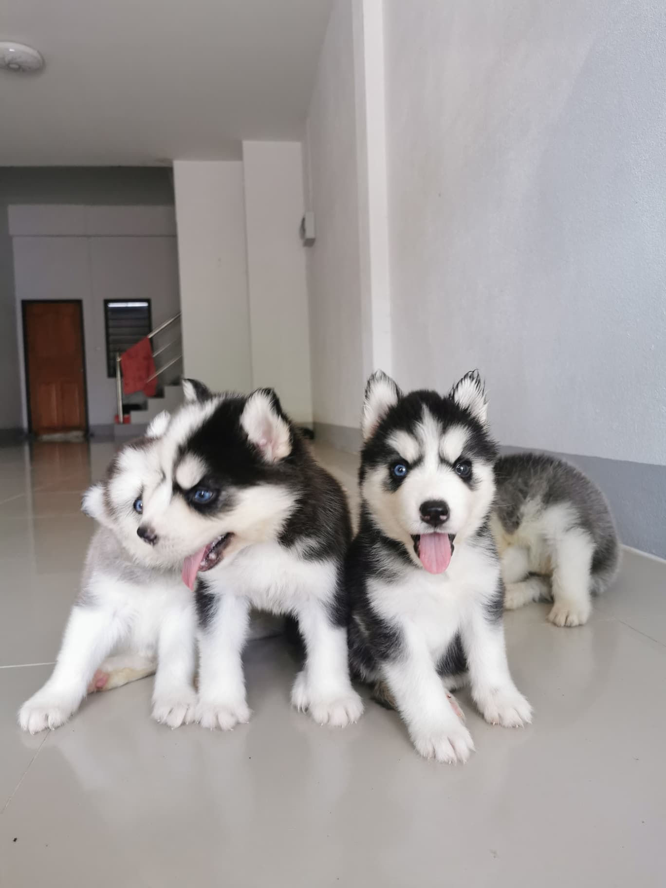 Siberian Husky For sale
