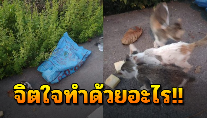 ถูกเอามาทิ้งข้างทาง อยู่ในถุงกระสอบ ร้องให้ช่วยแทบไม่มีเสียง