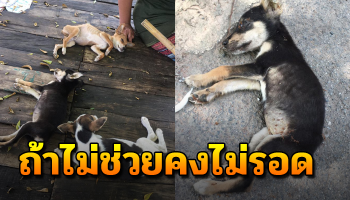 นอนไร้เรี่ยวแรงอยู่ริมถนนสภาพหิวโซ เห็นแล้วโมโหถ้าไม่ไปเห็นก่อนคงสิ้นใจ