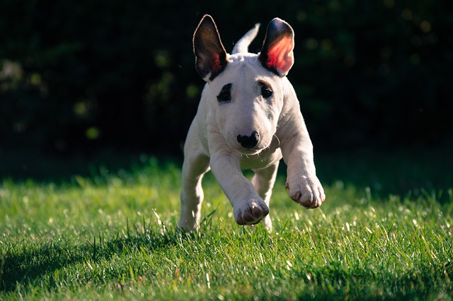 บูลเทอเรีย (Bull Terrier) น้องหมาหน้ารูปไข่