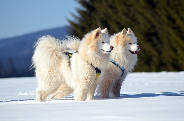 ซามอยด์ (Samoyed)  ฉลาด อ่อนโยน เชื่อฟัง ซื่อสัตย์ ปรับตัวง่าย