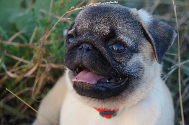 ปั๊ก ( Pug ) น้องหมาหน้าตามึน ๆ