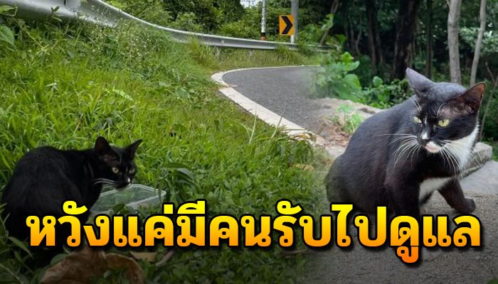 เจอเจ้าเหมียวอยู่บนเขา เฝ้ารอการกลับมา หลังผู้คนใจร้ายเอามาทิ้ง