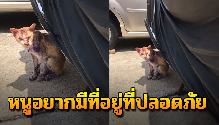 เจ้าเหมียวเดินอ้อน ขอความช่วยเหลือ อยากช่วยใจจะขาดแต่ทำได้แค่นี้จริงๆ