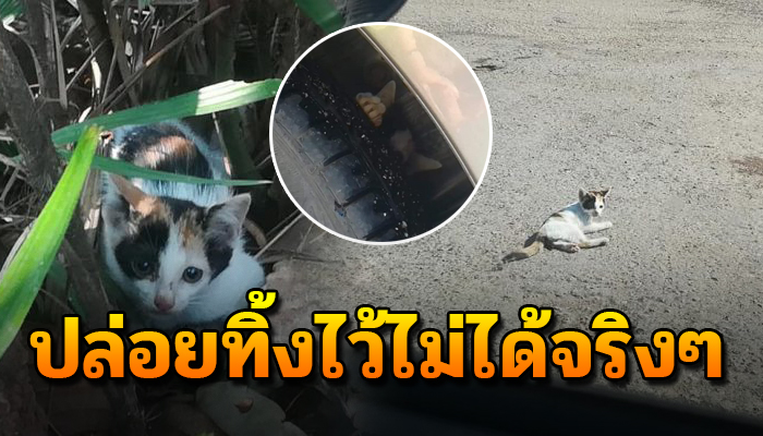 เห็นเจ้าเหมียวถูกชนนอนนิ่งกลางถนน ถ้าหากปล่อยไว้ คงไม่รอดแน่นอน