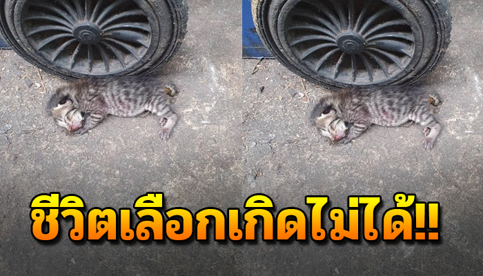 เพราะชีวิตที่เลือกไม่ได้ต้องนอนให้มดมารุมตอมไปทั้งตัว ความแค่อยากมีชีวิตอยู่ต่อ