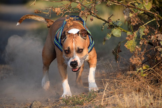 สุนัขสายพันธุ์ อเมริกัน สแตฟฟอร์ดไชร์ เทอร์เรียร์ (American Staffordshire Terri)