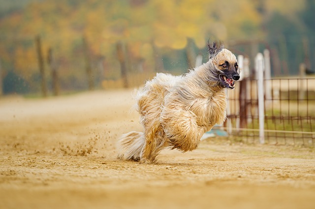 อัฟกัน ฮาวนด์ (Afghan Hound) น้องหมาผู้มีขนยาวและสวยงาม