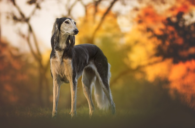 ซาลูกิ (Saluki)