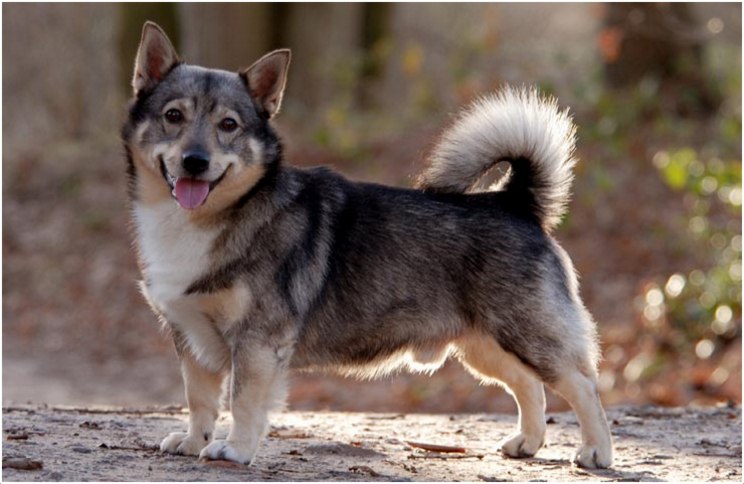 รู้จักกับสุนัขพันธุ์ ‘สวีดิช วาลฮุนด์’ เตี้ยล่ำน่ารัก