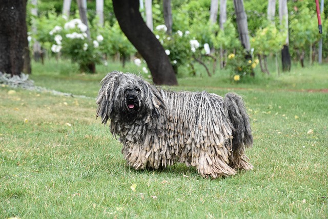 ปูลิ (Puli)