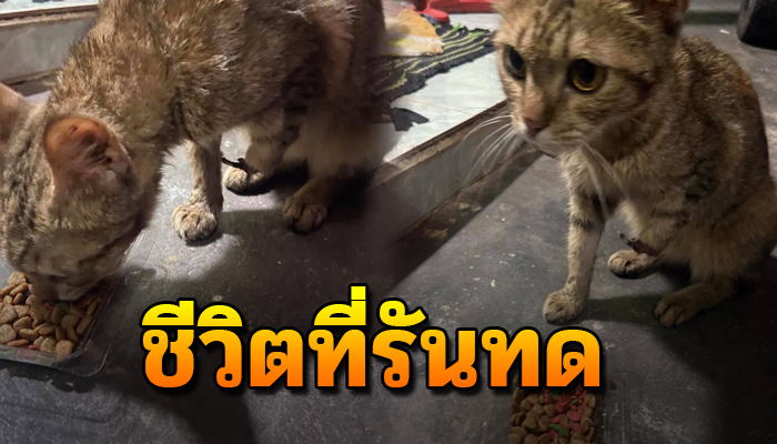 ชีวิตสุดรันทด ไร้ผู้คนสนใจ มีสามขาเดินลำบาก หาข้าวกินประทังชีวิต