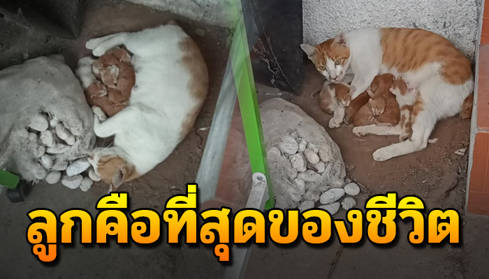 ชีวิตเลือกเกิดไม่ได้ ต้องเกิดมาในที่ ที่คนไม่ชอบ แถมยังจะถูกเอาไปทิ้งทั้งแม่ลูก