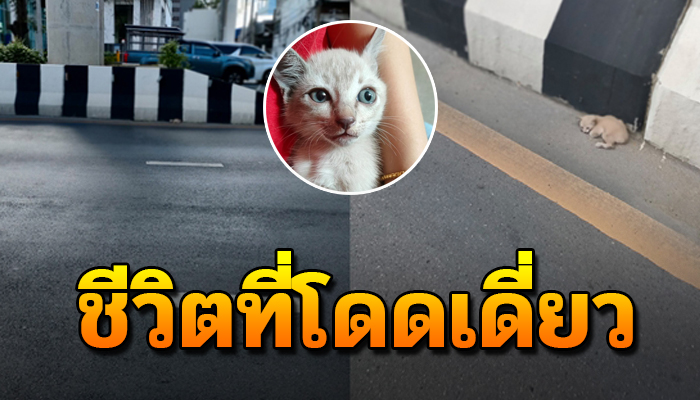 เห็นแวบแรก คิดว่าเป็นตุ๊กตา หลังขับรบไปส่งของ ต้องวนกลับมาเพราะคาใจ