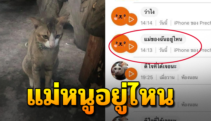 เดินร้องขอข้าวกิน ตัวมีปลอกคออยู่ เลยใช้แอพแปลภาษา น้ำตาไหลพราก