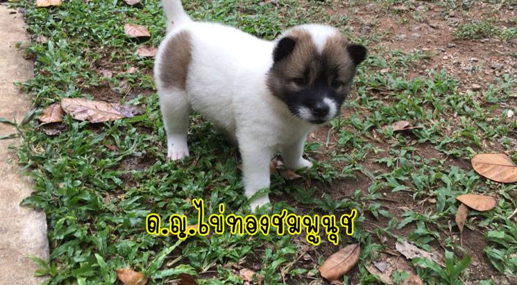 น้องหมาบางแก้วแท้ หมาบ้านแข็งแรง อารมณ์ดี ขี้เล่น ตัวอ้วนๆ ขนปุกปุยน่ารักๆ