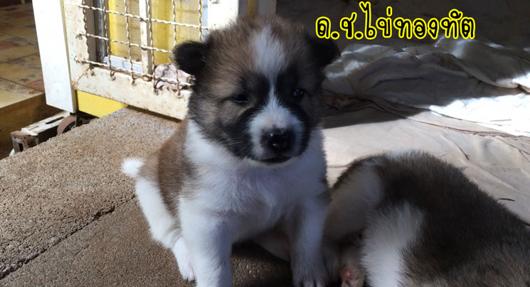 น้องหมาบางแก้วแท้ หมาบ้านแข็งแรง อารมณ์ดี ขี้เล่น ตัวอ้วนๆ ขนปุกปุยน่ารักๆ