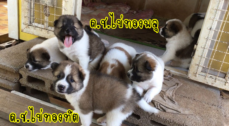 น้องหมาบางแก้วแท้ หมาบ้านแข็งแรง อารมณ์ดี ขี้เล่น ตัวอ้วนๆ ขนปุกปุยน่ารักๆ