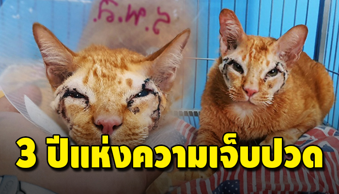 แมวที่ไม่มีหนังตามาตั้งแต่เกิด ต้องใช้ชีวิตเป็นจรถูกขนทิ่มดวงตามาตลอด 3 ปีเต็ม