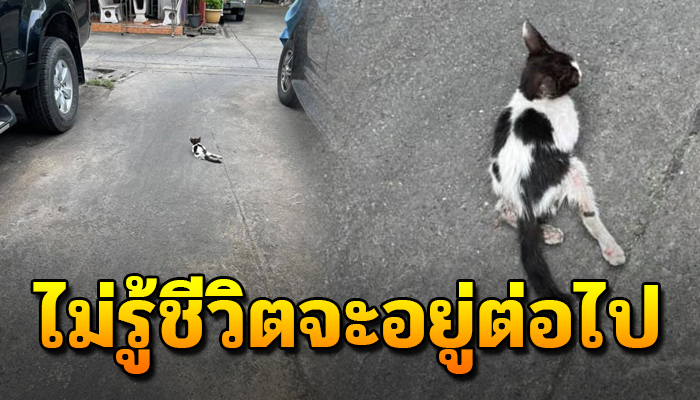 แบกสังขารเดินลากขาไปตามทาง ตามตัวก็มีแต่มดเข้ามารุมจิตใจก็คำนึงไม่รู้ชีวิตจะอยู่