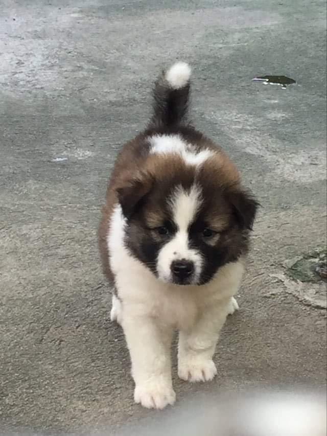 น้องบางแก้วแท้ เพศเมีย